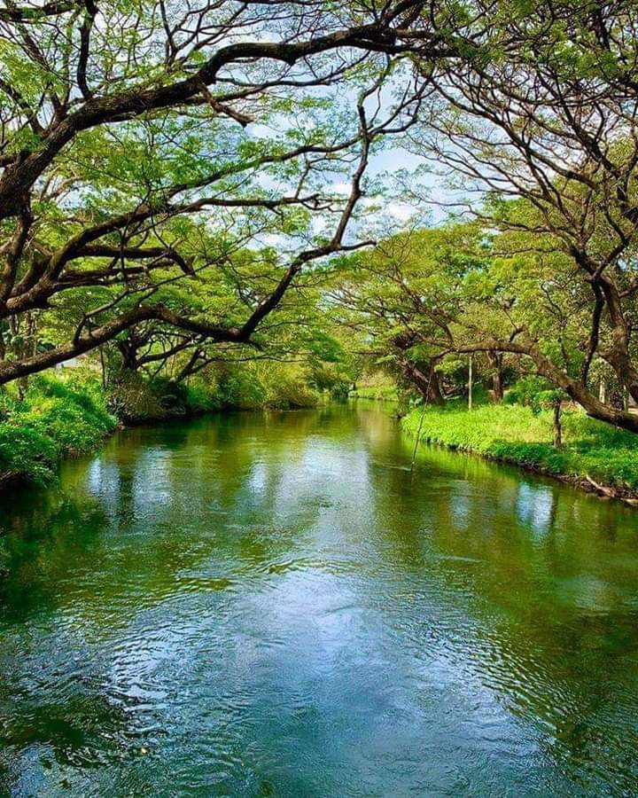 Yoda Ela canal corridor